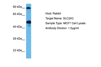 SLC2A3 Rabbit Polyclonal Antibody