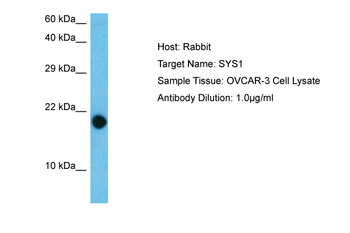 SYS1 Rabbit Polyclonal Antibody