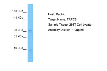 TRPC5 Rabbit Polyclonal Antibody