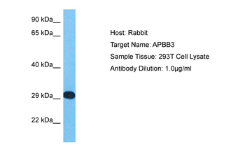 APBB3 Rabbit Polyclonal Antibody