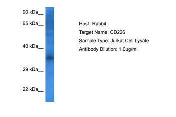 CD226 Rabbit Polyclonal Antibody