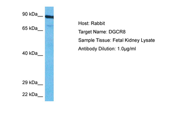 DGCR8 Rabbit Polyclonal Antibody