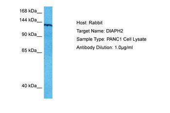 DIAPH2 Rabbit Polyclonal Antibody