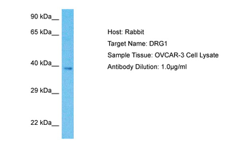 DRG1 Rabbit Polyclonal Antibody