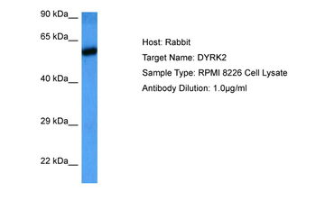 DYRK2 Rabbit Polyclonal Antibody