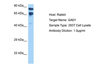 GAD1 Rabbit Polyclonal Antibody