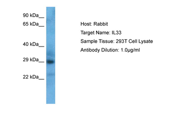 IL33 Rabbit Polyclonal Antibody