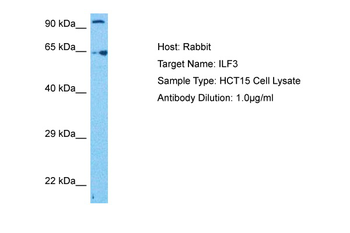 ILF3 Rabbit Polyclonal Antibody
