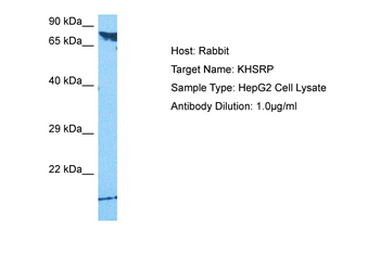 KHSRP Rabbit Polyclonal Antibody