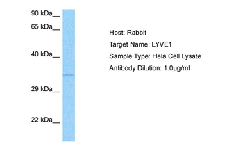 LYVE1 Rabbit Polyclonal Antibody