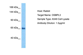 OSBPL3 Rabbit Polyclonal Antibody