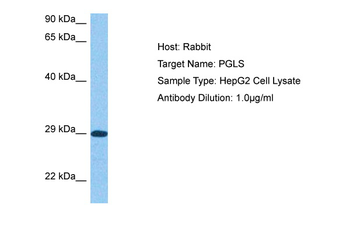 PGLS Rabbit Polyclonal Antibody