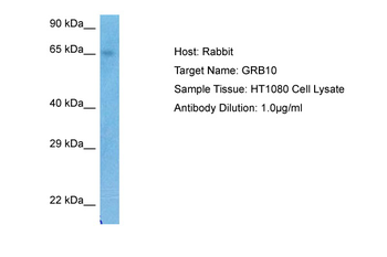 GRB10 Rabbit Polyclonal Antibody