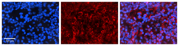 MDM2 Rabbit Polyclonal Antibody