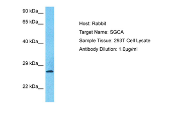 SGCA Rabbit Polyclonal Antibody