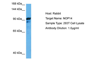 NOP14 Rabbit Polyclonal Antibody