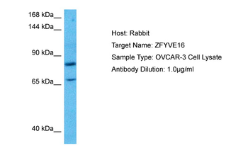 ZFYVE16 Rabbit Polyclonal Antibody