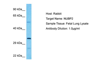 NUBP2 Rabbit Polyclonal Antibody