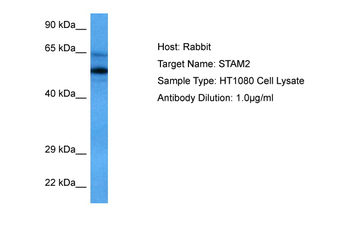 STAM2 Rabbit Polyclonal Antibody
