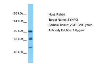 SYNPO Rabbit Polyclonal Antibody