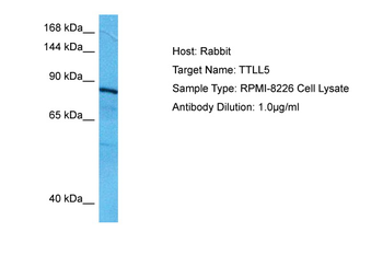 TTLL5 Rabbit Polyclonal Antibody