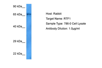 RTF1 Rabbit Polyclonal Antibody