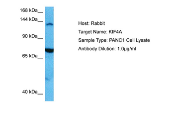 KIF4A Rabbit Polyclonal Antibody