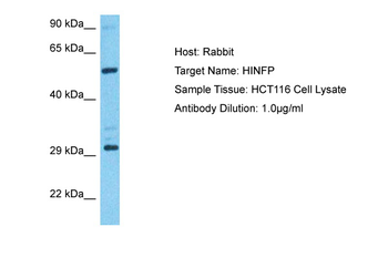 HINFP Rabbit Polyclonal Antibody