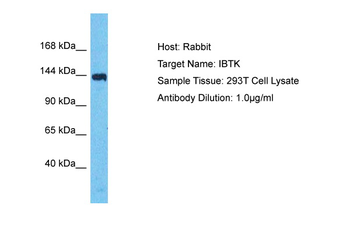 IBTK Rabbit Polyclonal Antibody