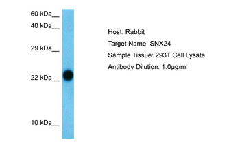 SNX24 Rabbit Polyclonal Antibody