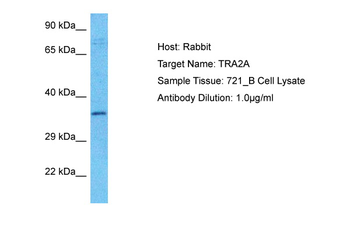 TRA2A Rabbit Polyclonal Antibody