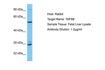 TAF9B Rabbit Polyclonal Antibody
