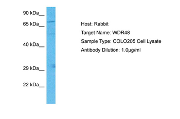 WDR48 Rabbit Polyclonal Antibody
