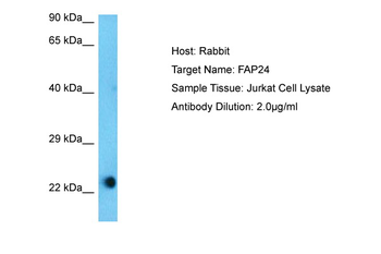 FAAP24 Rabbit Polyclonal Antibody