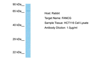 FANCG Rabbit Polyclonal Antibody
