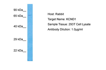 KCND1 Rabbit Polyclonal Antibody
