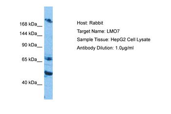 LMO7 Rabbit Polyclonal Antibody