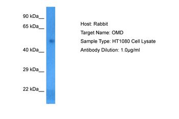 OMD Rabbit Polyclonal Antibody