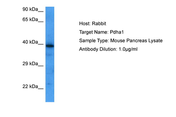 PDHA1 Rabbit Polyclonal Antibody