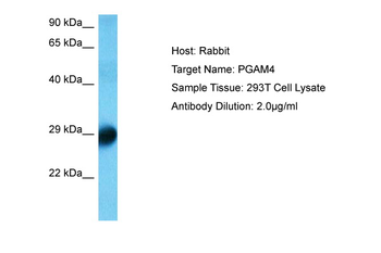 PGAM1 Rabbit Polyclonal Antibody