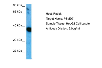 PSMD7 Rabbit Polyclonal Antibody