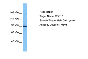 RGS12 Rabbit Polyclonal Antibody