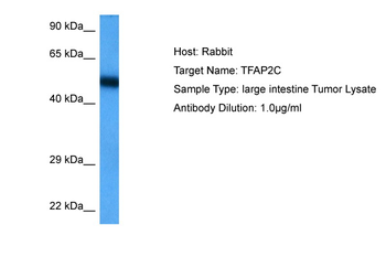 TFAP2C Rabbit Polyclonal Antibody