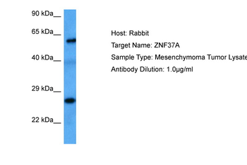 ZNF37A Rabbit Polyclonal Antibody