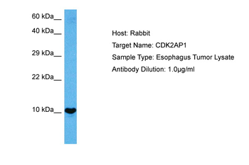 CDK2AP1 Rabbit Polyclonal Antibody