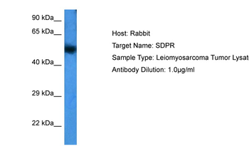 CAVIN2 Rabbit Polyclonal Antibody