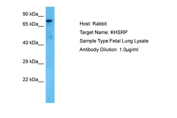KHSRP Rabbit Polyclonal Antibody