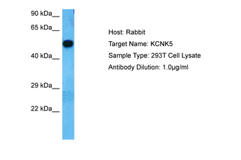 KCNK5 Rabbit Polyclonal Antibody