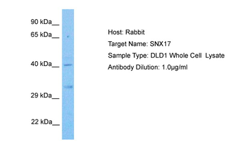 SNX17 Rabbit Polyclonal Antibody