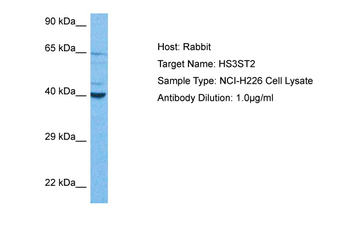 HS3ST2 Rabbit Polyclonal Antibody